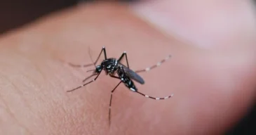 HGIC_insects_AsianTigerMosquito_16x9_b678509e-248d-4cd8-95d5-50f830c86fb6_1024x1024@2x