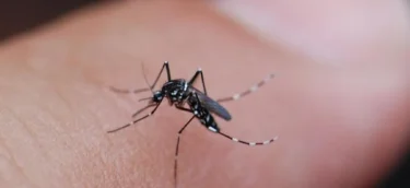 HGIC_insects_AsianTigerMosquito_16x9_b678509e-248d-4cd8-95d5-50f830c86fb6_1024x1024@2x HGIC_insects_AsianTigerMosquito_16x9_b678509e-248d-4cd8-95d5-50f830c86fb6_1024x1024@2x