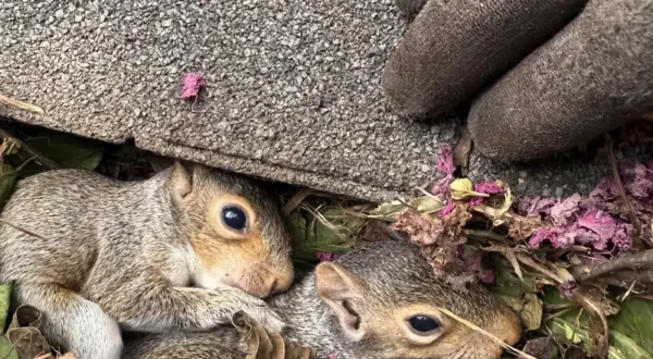 baby-squirrels-nesting-under-paver-800 Baby squirrel nesting under paver