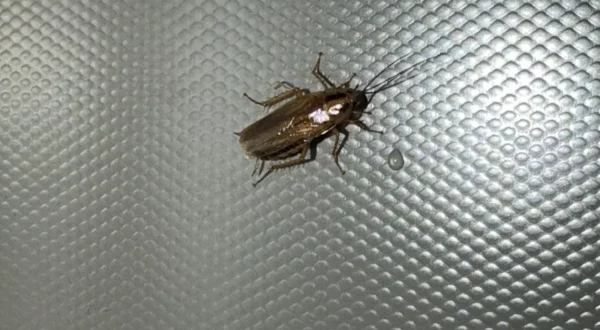 cockroach-on-window-glass-800 A cockroach found on a window at a West Georgia home.