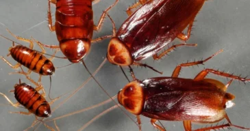 cockroaches_1024x1024@2x