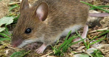 rodent control