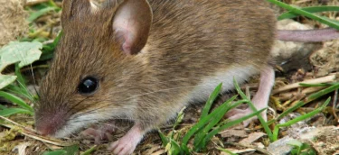 eo20150220_rodents300_1024x1024@2x eo20150220_rodents300_1024x1024@2x