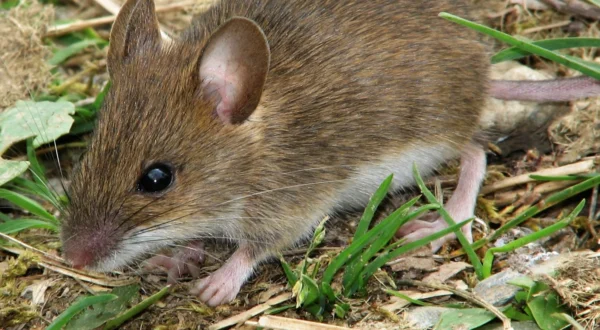 rodent control