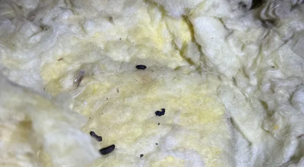 soiled-attic-insulation-replacement-1920 Attic insulation fouled by rodents before replacement with pest-resistant insulation.