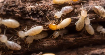 termites_1024x1024@2x