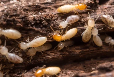 termites_1024x1024@2x