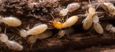 termites_1024x1024@2x termites_1024x1024@2x