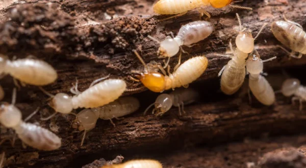 termites_1024x1024@2x