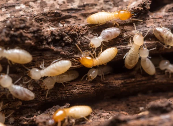 termites_1024x1024@2x