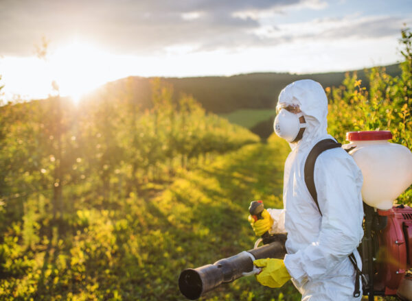 A farmer in protective suit walking outdoors in orchard at sunset, using pesticide chemicals.