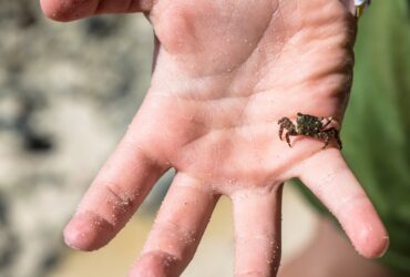 tiny-crab-on-a-child-hand-2024-09-24-01-29-32-utc-min