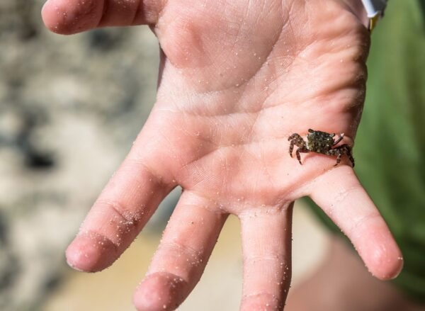 tiny-crab-on-a-child-hand-2024-09-24-01-29-32-utc-min