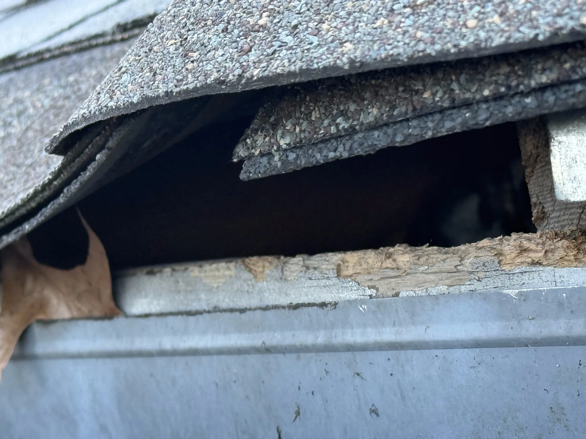 A rodent entering through a gap at the roof edge and soffit.