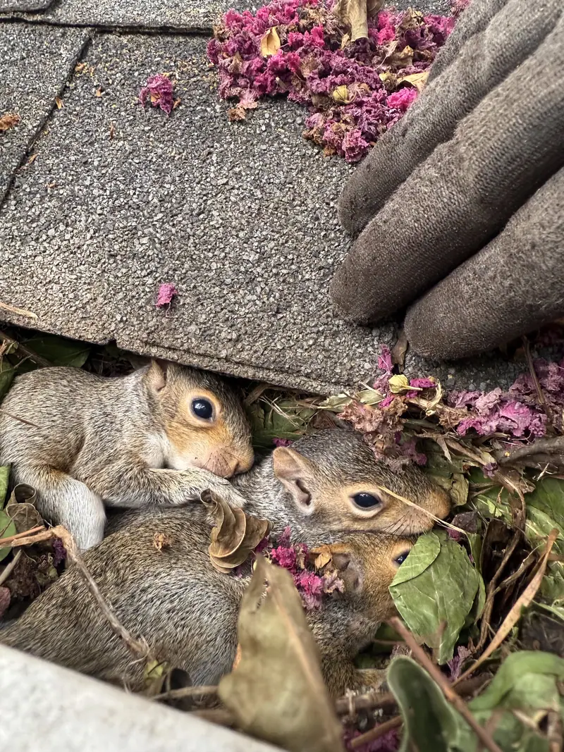Baby squirrels nesting under a paver