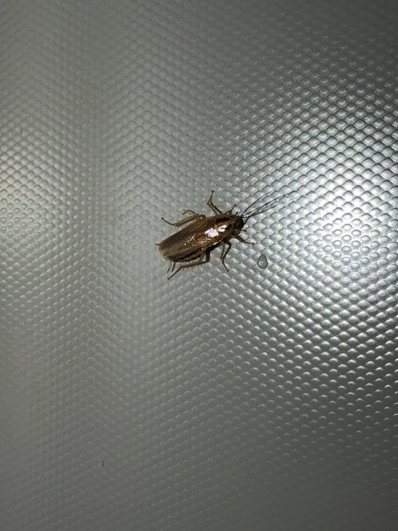 Cockroach on a window at a West Georgia home