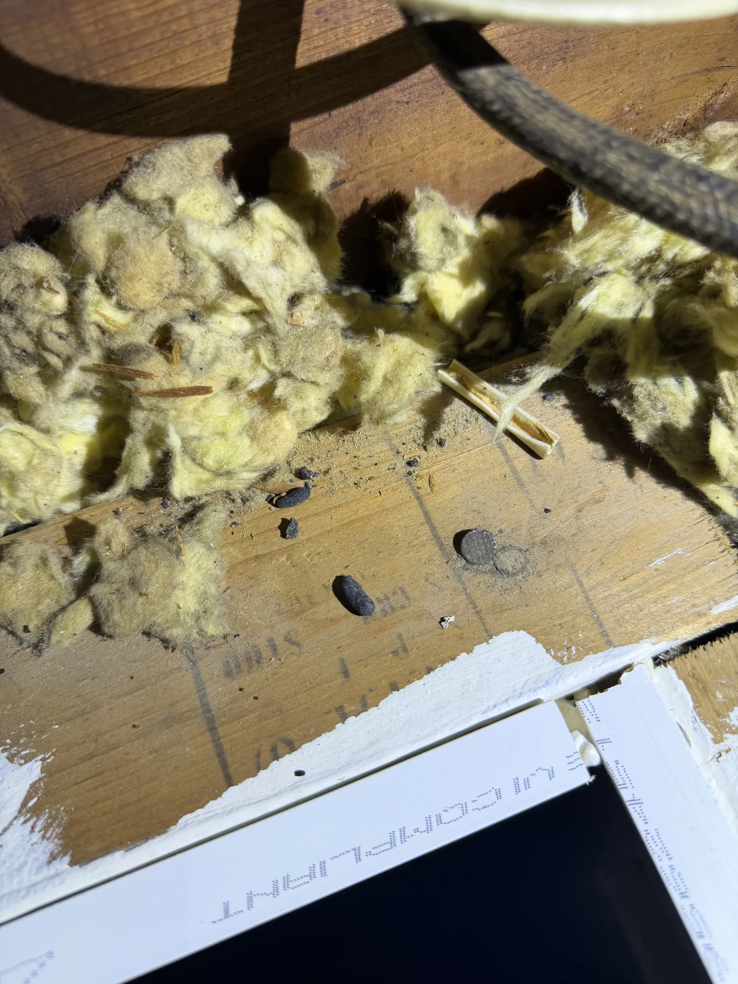 Rodent-damaged attic insulation