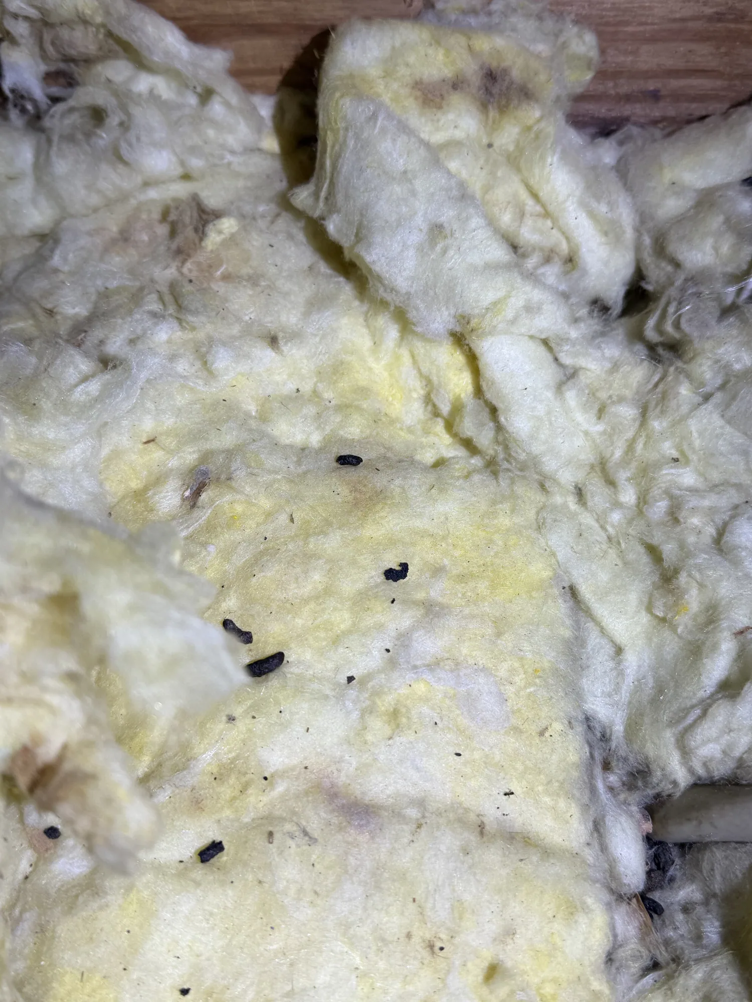 Soiled attic insulation before replacement