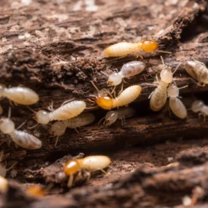Termites in wood