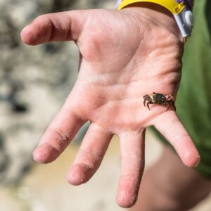 Tiny crab on a child’s hand