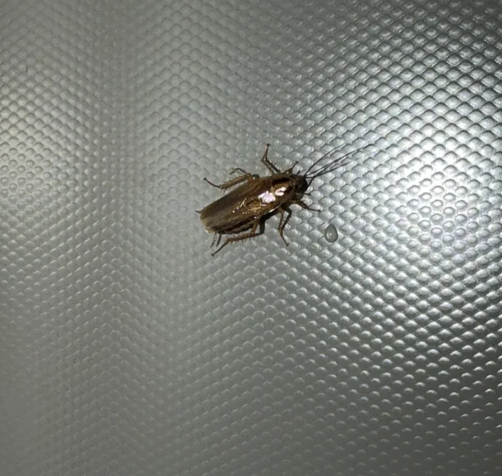 A cockroach found on a window at a West Georgia home.